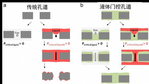 閩江科學(xué)傳播者丨廈門大學(xué) 仿生設(shè)計 溝通生物與新材料的橋梁